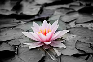 Flor de loto rosada resplandeciente en un estanque con hojas grises y un contraste destacado entre la flor y su entorno